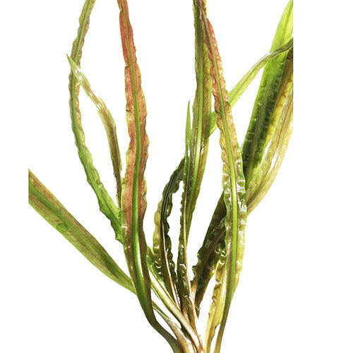 Cryptocoryne retrospiralis