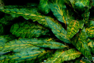 Cryptcoryne nurii sp Tissue Cup