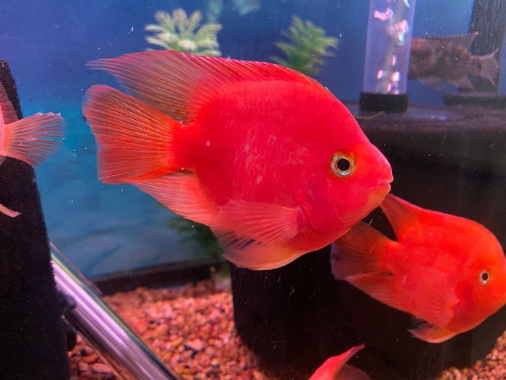 Red Parrot fish (Cichlasoma var.)
