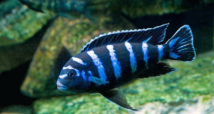 Demasoni Cichlid (Chindongo demasoni)