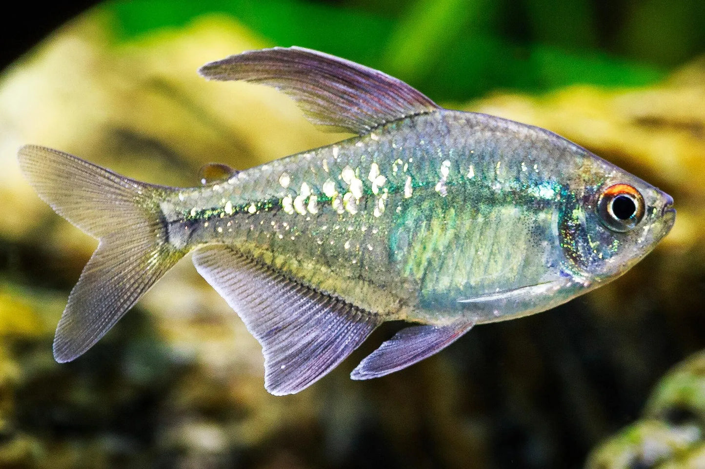 Diamond Tetra ( Moenkhausia pittieri )