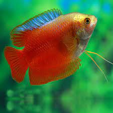 Flame-red Dwarf Gourami