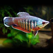 Samurai Chocolate Gourami (Sphaerichtys Vailanti)