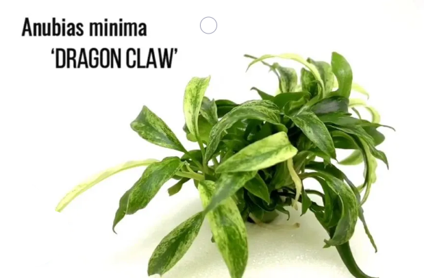 Anubias barteri var glabra (minima Dragon Claw)