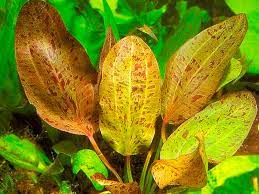 Echinodorus sp. Ozelot Red