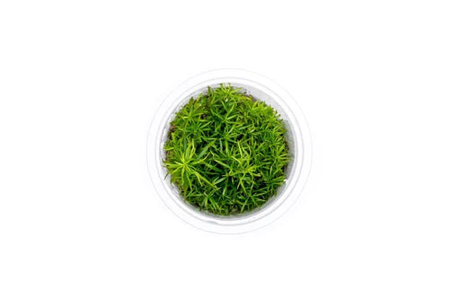 Eusteralis Stellata T/C cup