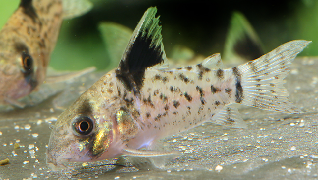 Corydoras leucomelas - False spotted corydoras