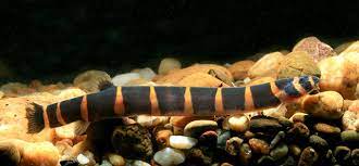 kuhli loach (Pangio semicincta)