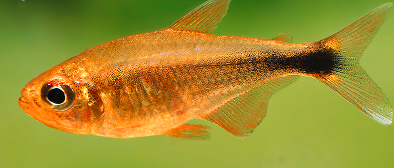 Golden tetra (Wild Caught)- hyphessobrycon moniliger