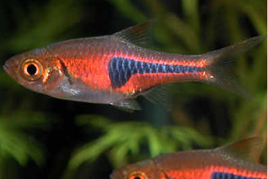 Harlequin Rasbora (Trigonostigma Heteromorpha)