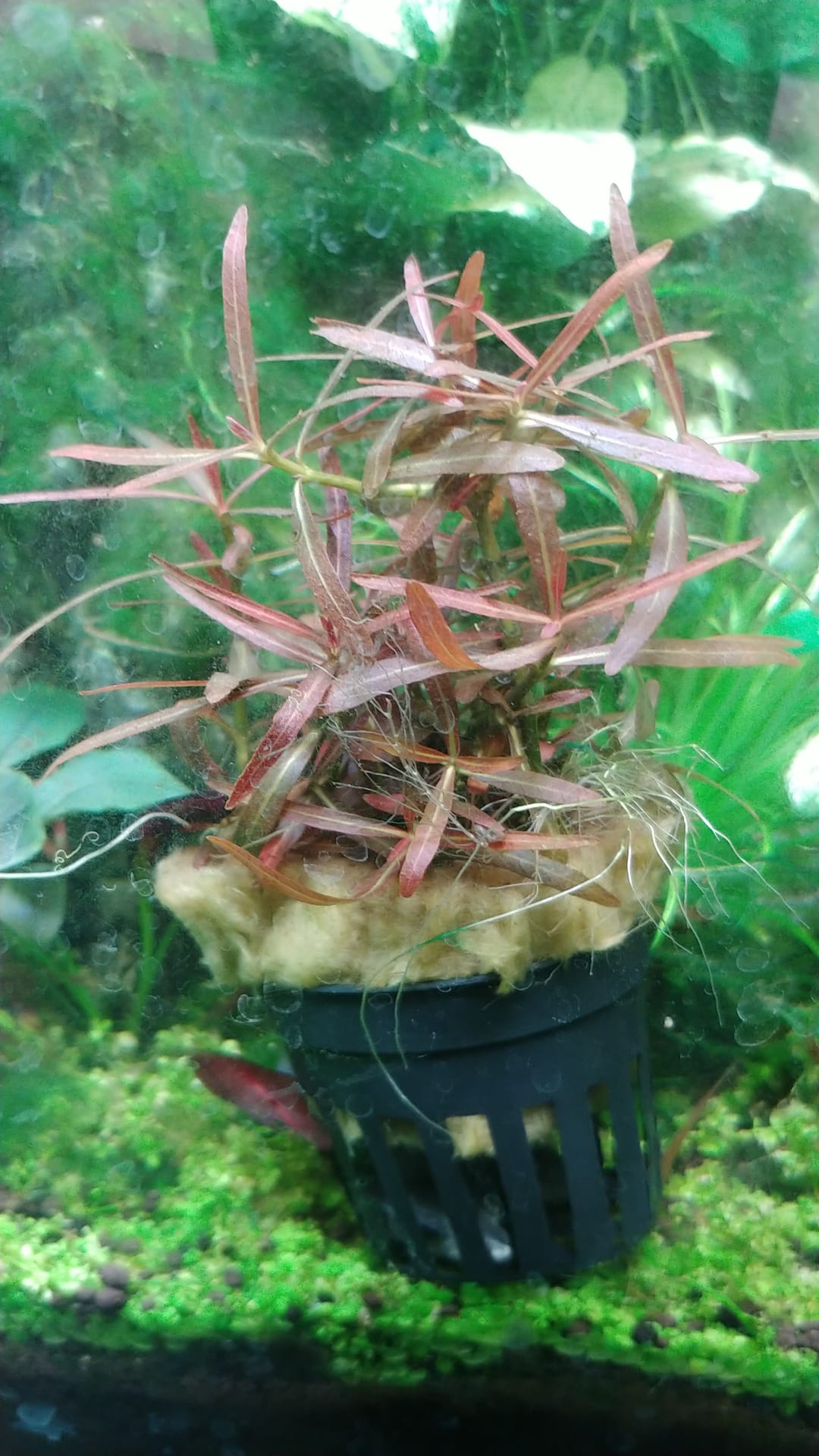 hygrophila lancea sp "araguaia"