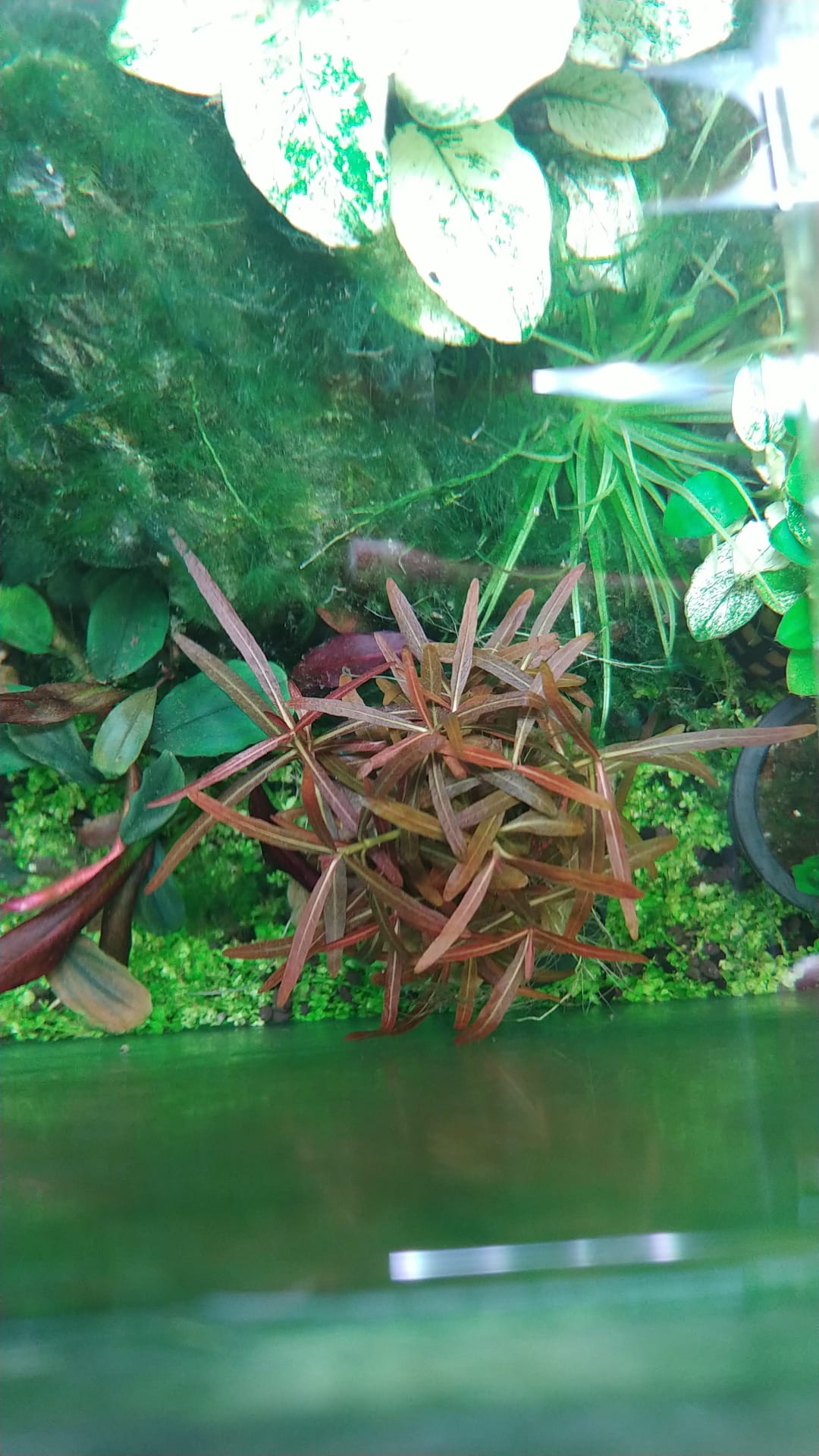 Hygrophila Ringens TC