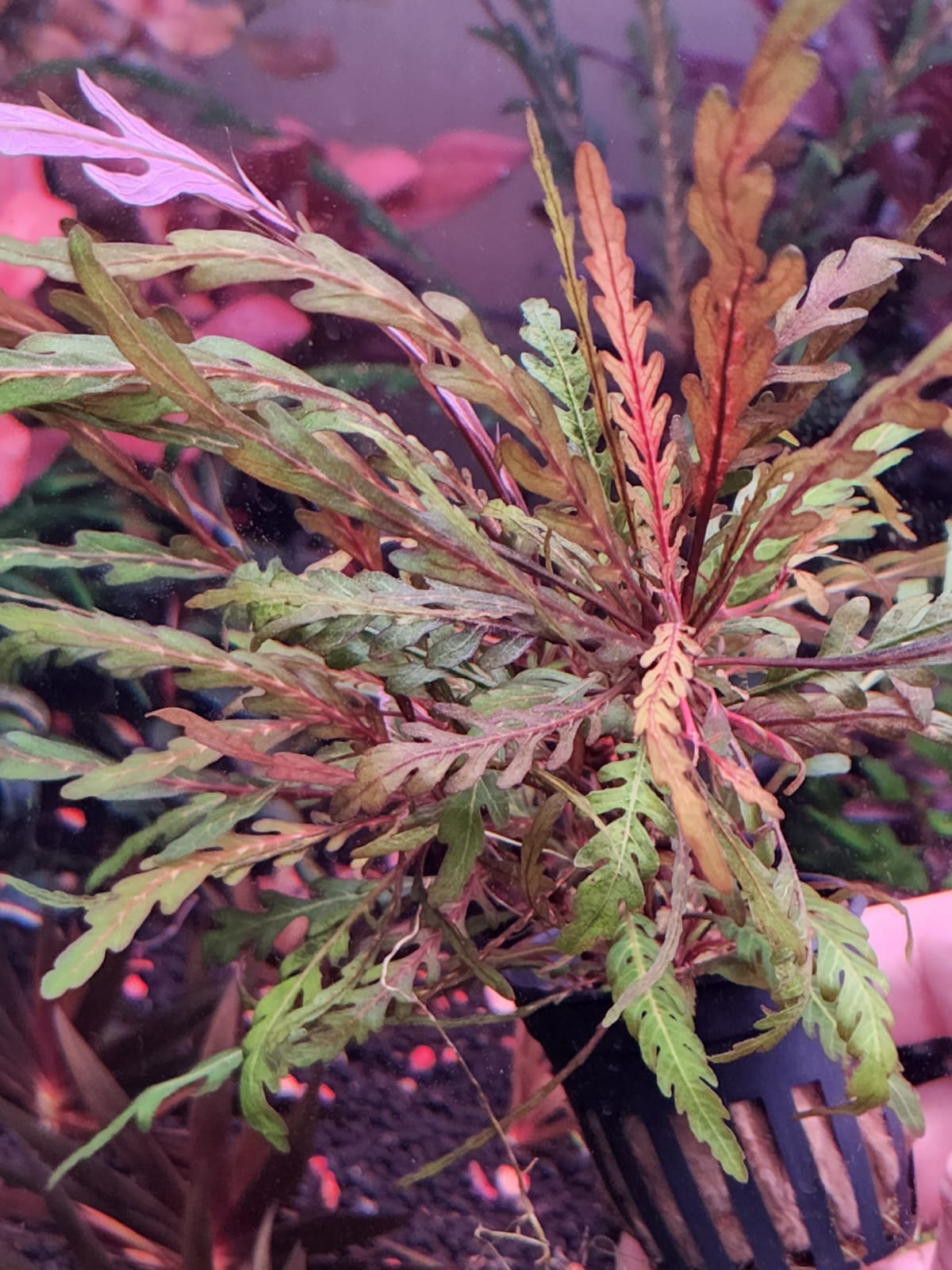 Hygrophila pinnatifida