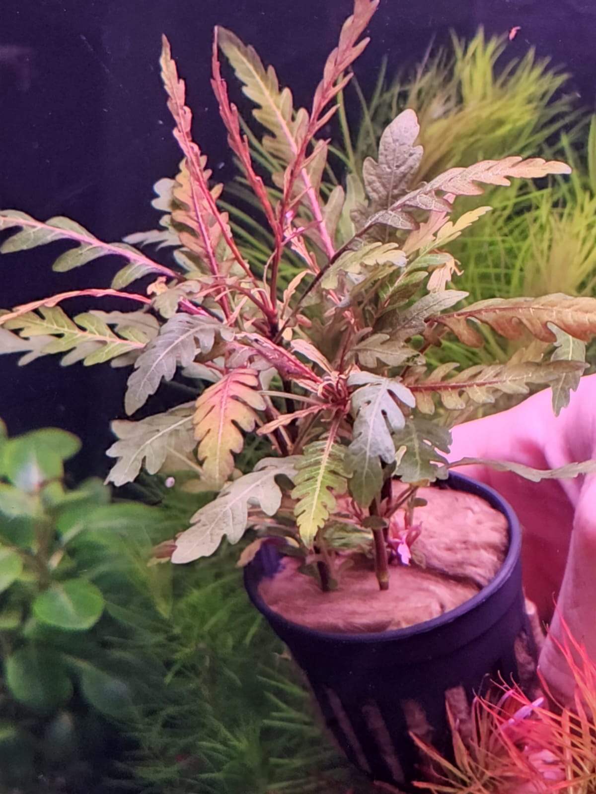 Hygrophila pinnatifida