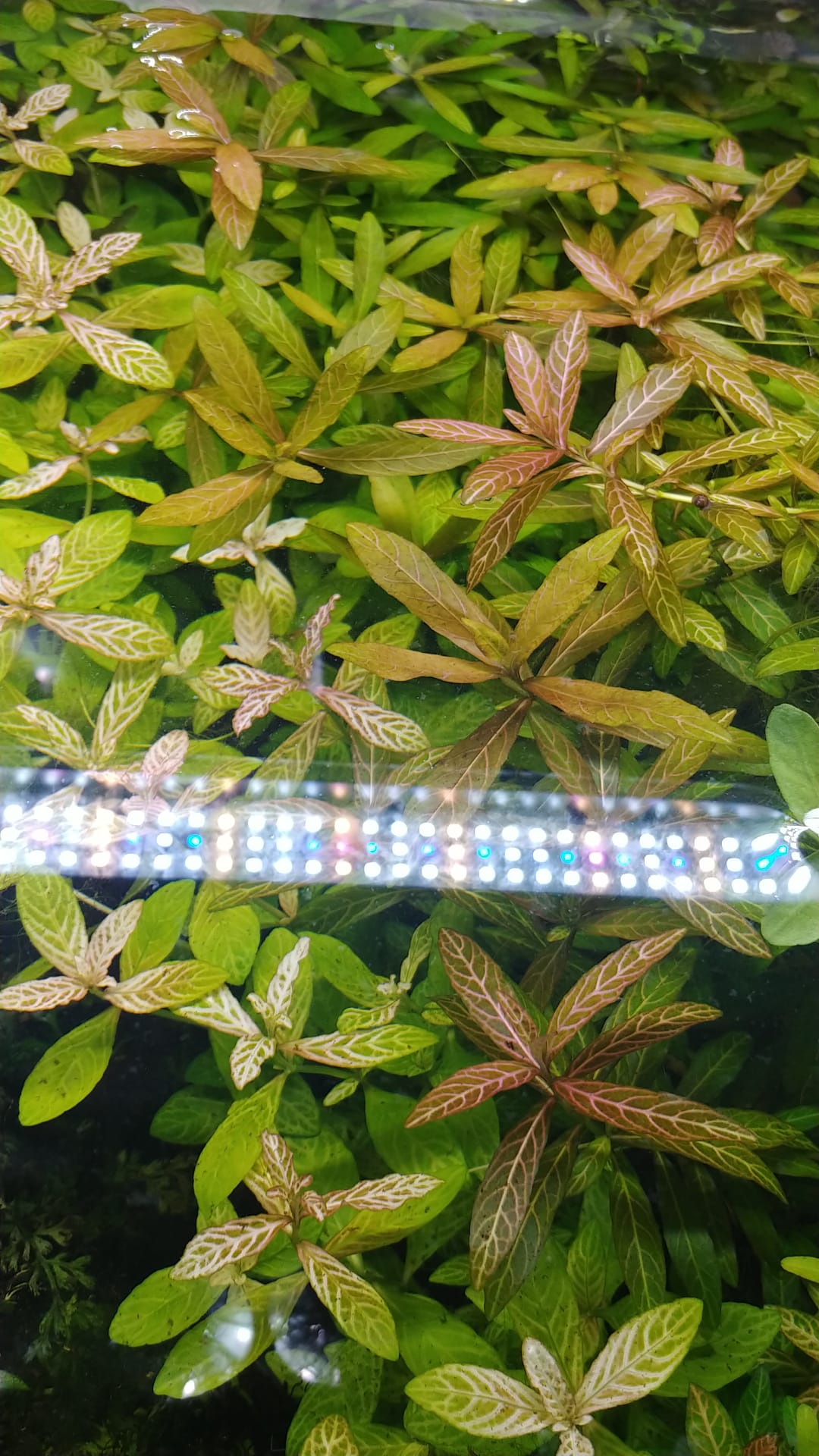 Hygrophila polysperma sp Rosanervig