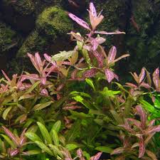 Hygrophila polysperma sp Rosanervig