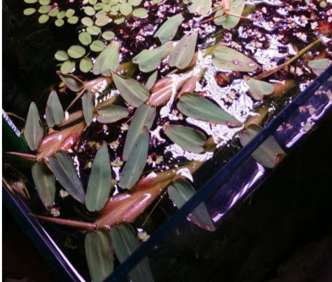 Hygroryza aristata - Floating bamboo