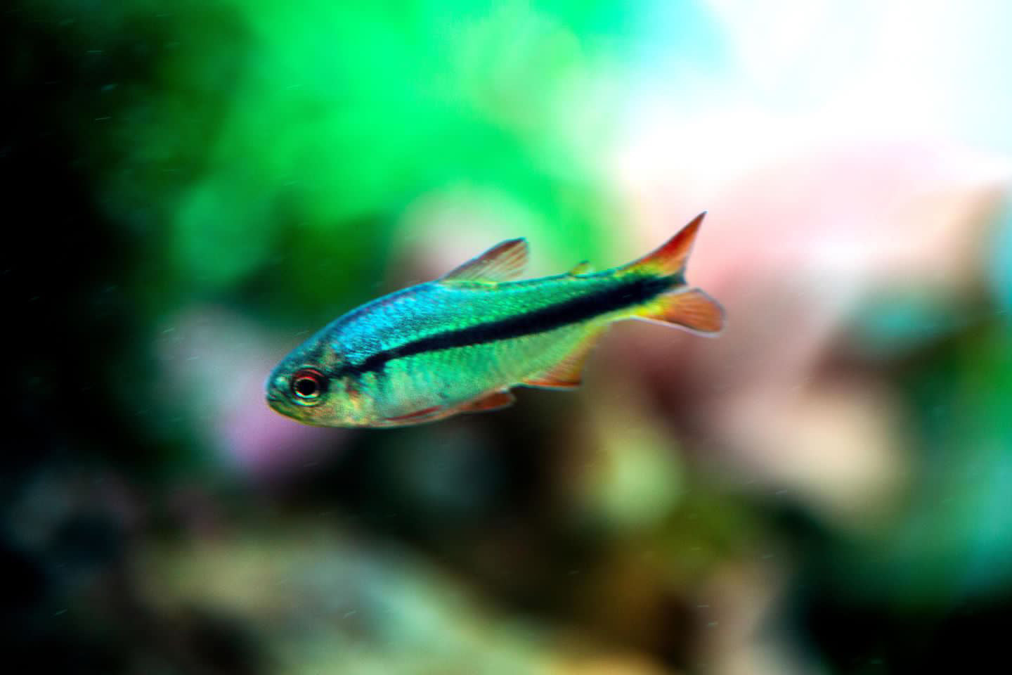 Imperial lapis tetra(Wild Caught) -hyphessobrycon melanostichos