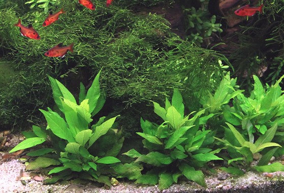 Hygrophila corymbosa sp. Compacta