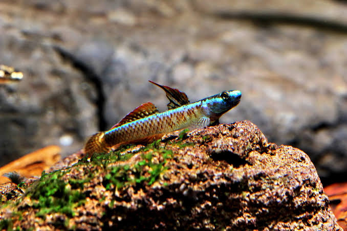 Gold Neon Dwarf Goby ( Stiphodon percnopterygionus )