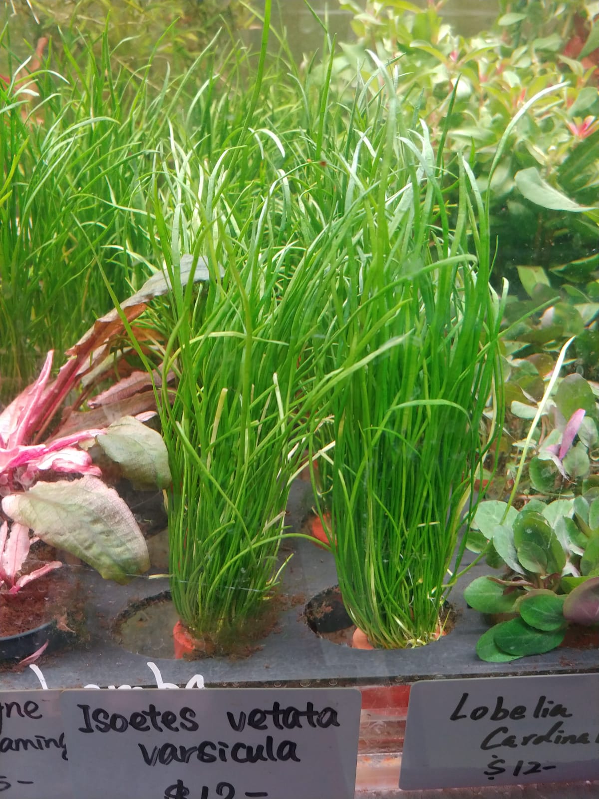 Isoetes vetata varsicula