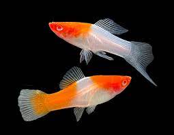 Kohaku Swordtail (Xiphophorus helleri)