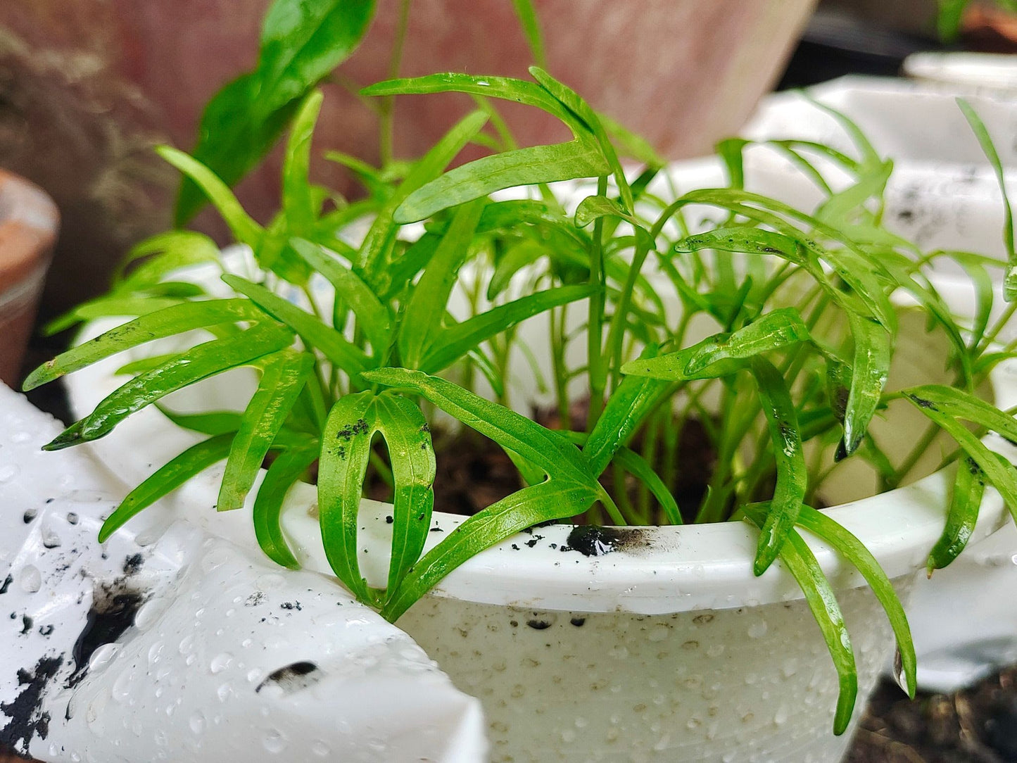 Ranalisma rostratum