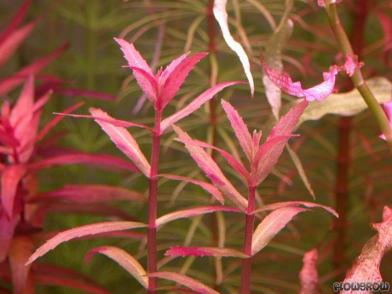 Limnophila sp。Belem (Aromatica red)