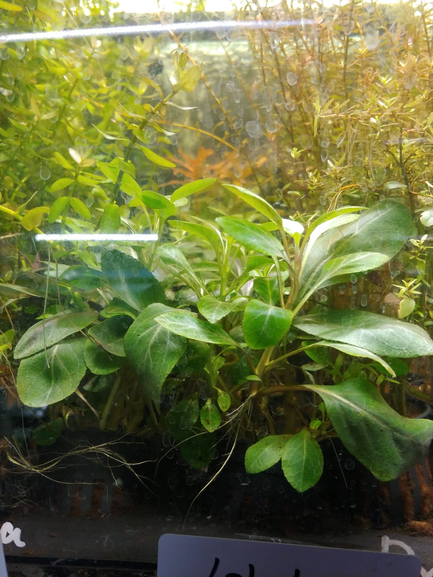Lobelia cardinalis sp. Gigantae