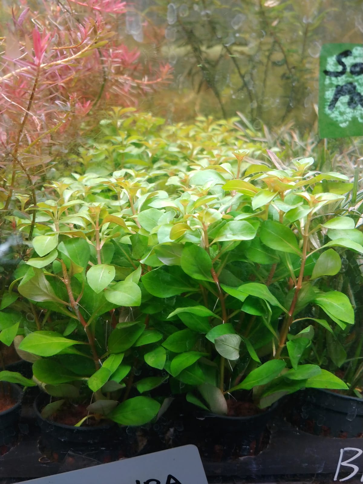 Ludwigia repens