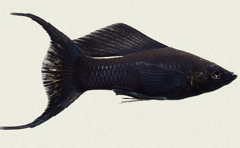 Black lyretail molly