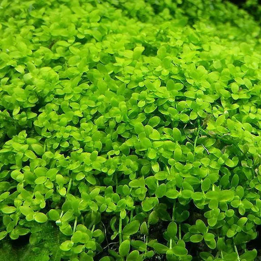 Micranthemum monte carlo T/C CUP