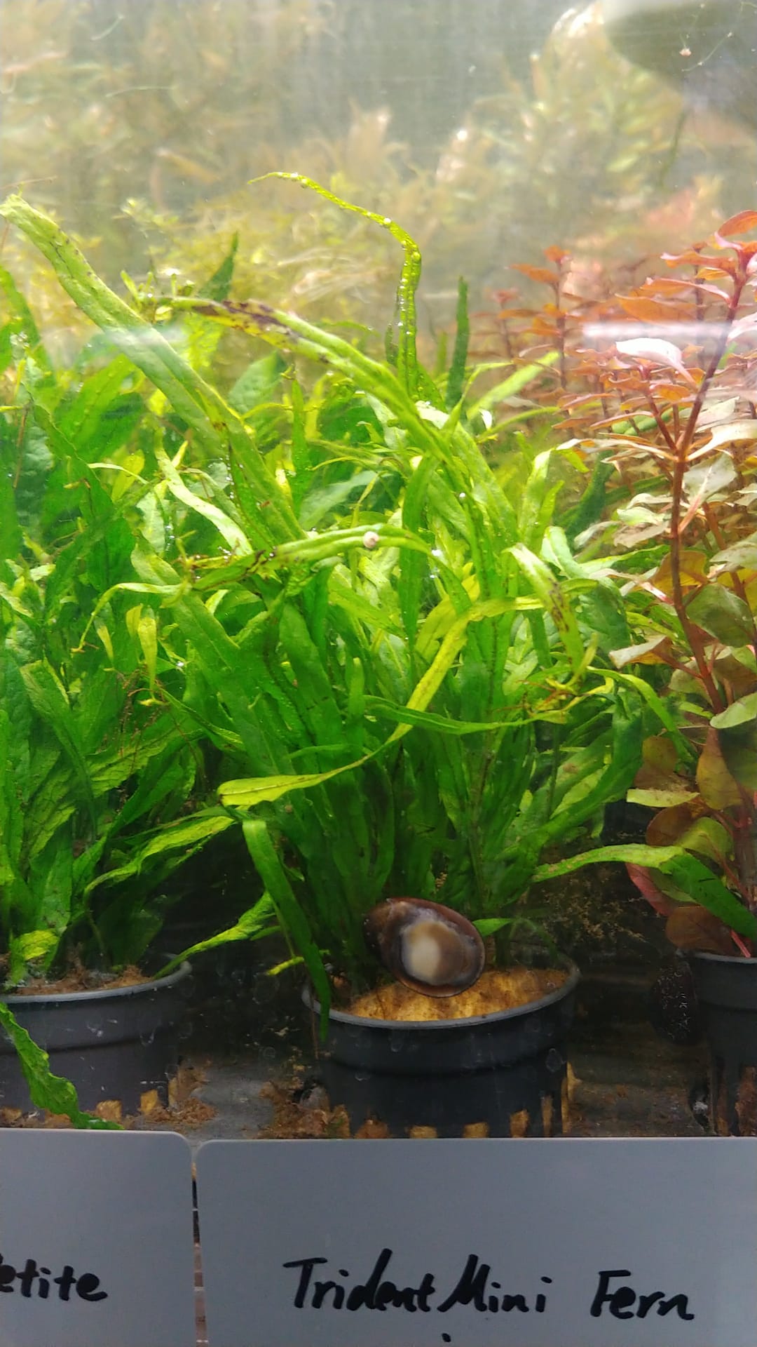 Microsorum pteropus sp. Trident mini