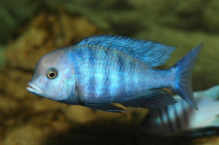 Cyrtocara moorii - Blue Humphead