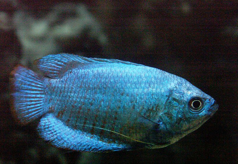 Blue Dwarf Gourami