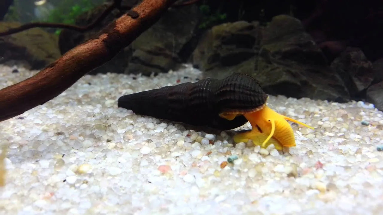 Orange Poso Rabbit Snail (Tylomelania sp. )