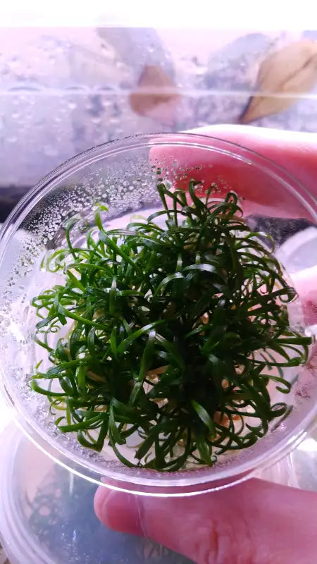 Cryptocoryne parva sp. mini T/C CUP