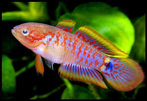 Peacock gudgeon ( Tateurndina ocellicauda )