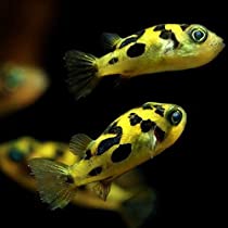 Pea Puffer (Carinotetraodon Travancoricus)