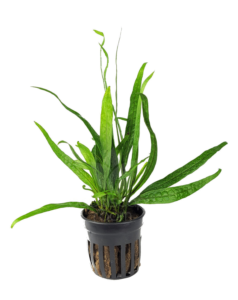 Microsorum pteropus sp philippine mini