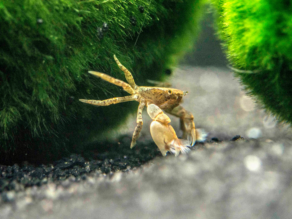 Pom Pom Crab (Ptychognathus Barbatus)