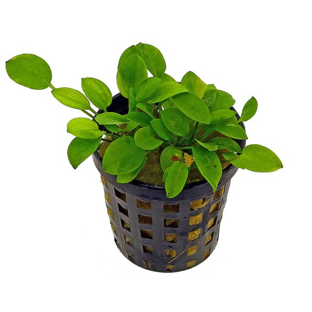 Ranalisma rostratum