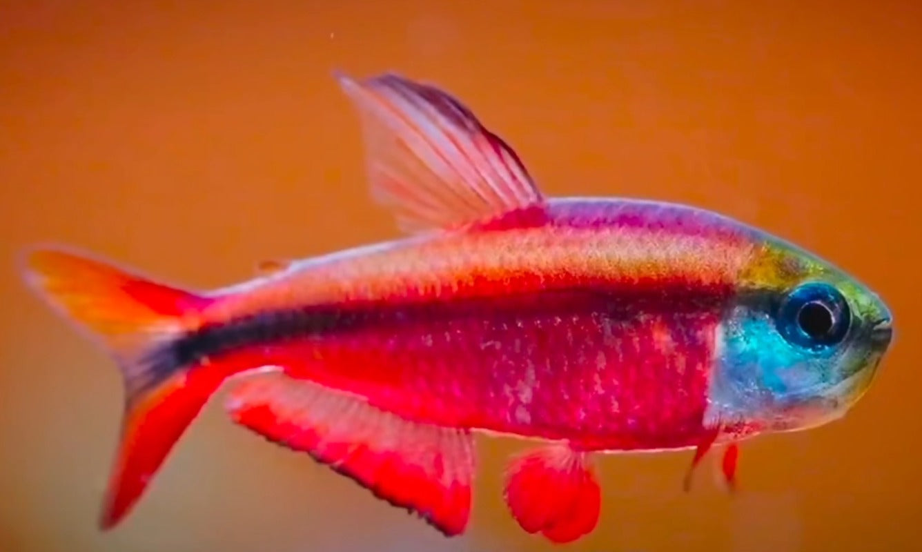 Super Red devil tetra -Hyphessobrycon notidanos