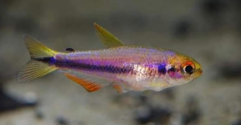 Inpaichthys cf. Kerri(Wild Caught)