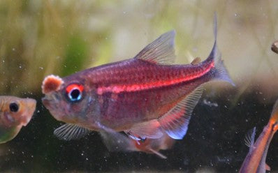 Hemigrammus coeruleus - Red laser Tetra