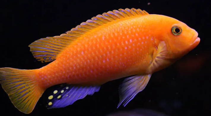 Red zebra cichlid