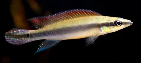 Regani Pike cichlid (Dwarf pike)