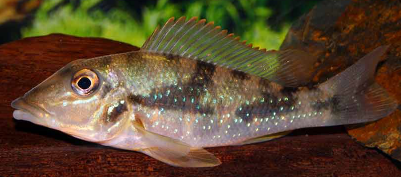 Retroculus lapidifer - stone-bearer geophagus
