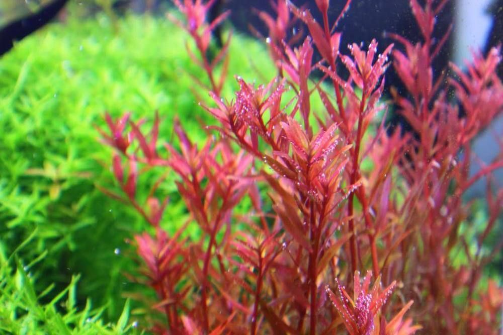 Rotala rotundifolia sp Reddish vietnam