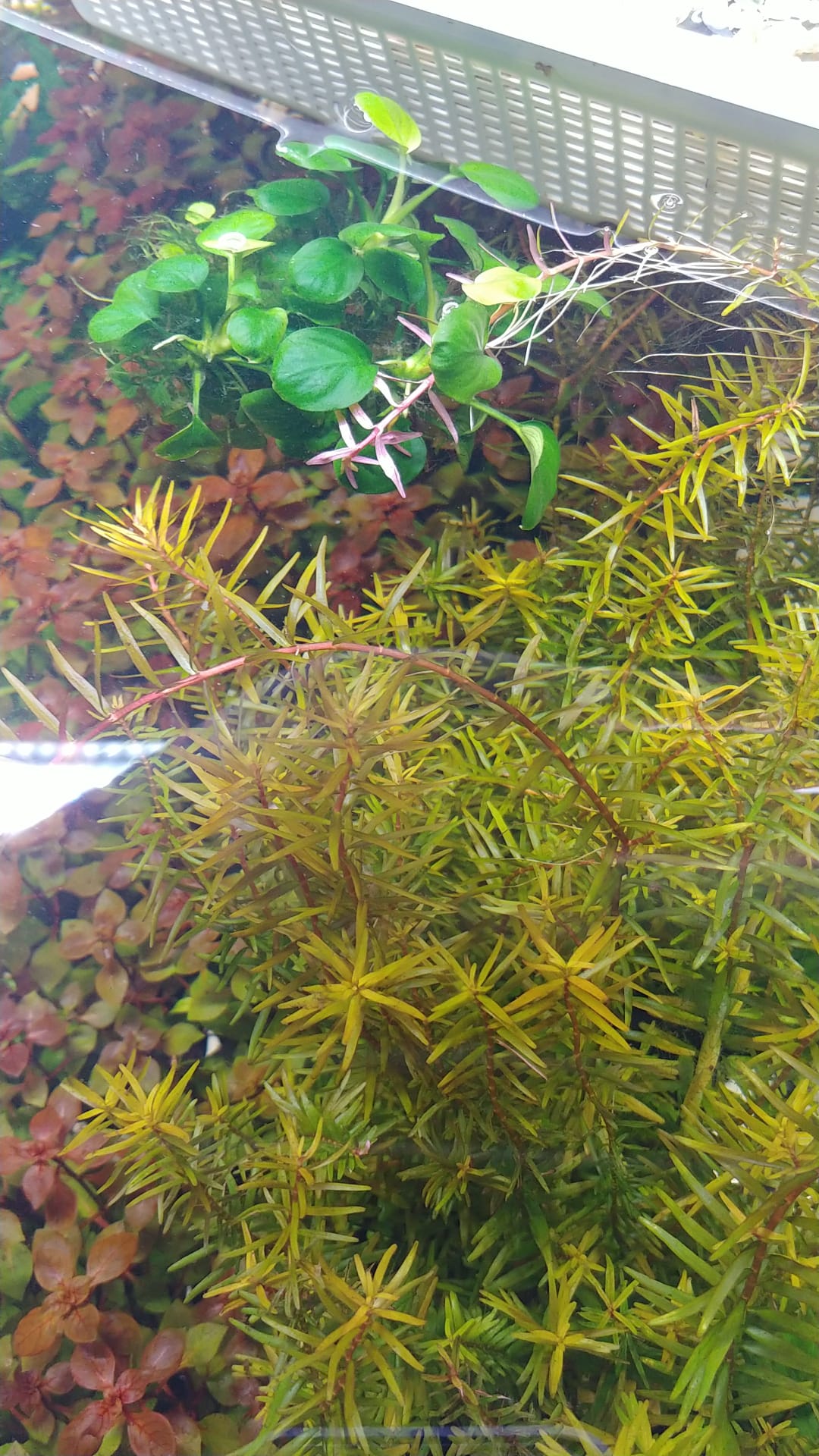 Rotala rotundifolia sp. Ceylon